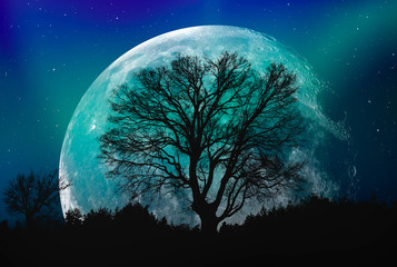 Poster - Lone tree with moon at it largest also called supermoon 