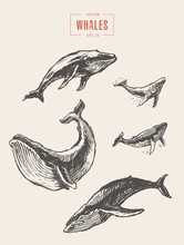 Set Whales Drawn Vector Illustration Sketch