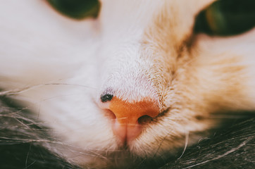 Wall Mural - White Cat Portrait