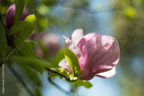 Plakat Wiosenne kwiaty magnolii