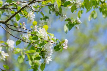 Wall Mural - Bloooming apple tree branches.