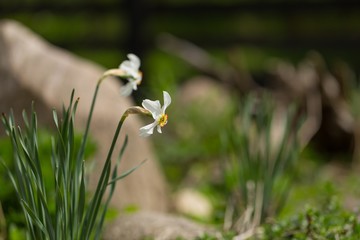 Wall Mural - White narcissus blooming in spring garden