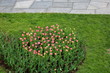 Zadbany klomb z różowymi i żółtymi kwiatami, tulipanami, na zielonej przystrzyżonej trwaie, u góry widoczny chodnik parkowy