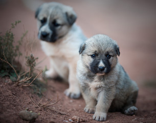 Wall Mural - Little puppies are sitting on the background of nature