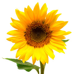 Fotomurales - Flower of sunflower isolated on white background