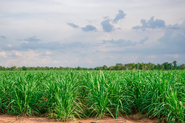Poster - small sugar plant in big farm, sugar farm field with blue sky and mountain