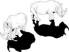 Two White Rhinoceroses With Black Shadows