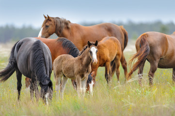 Horse herd with cute foal grazing on pasture