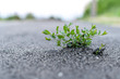 Weed growing through asphalt