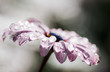© ADDICTIVE STOCK - Macro violet flower with dew