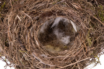 Closeup of natural bird nest with small feathers