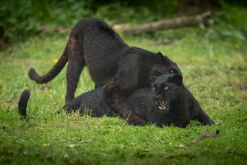 Poster - Black Panther Animal