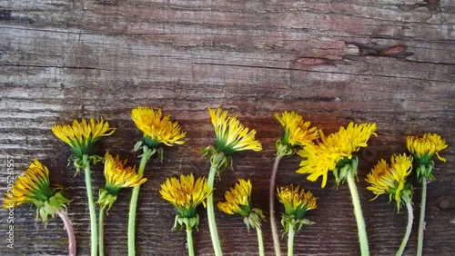 Fotografering  Beautiful dandelions on wooden background.