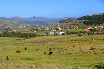 Traditional housing scattered on the grassy hills near Coffee Bay on the Wild Coast in Eastern Cape, South Africa, with cows grazing