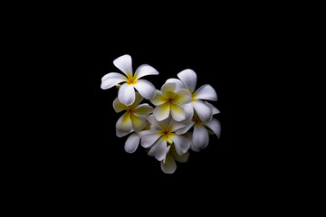 yellow and white plumeria flower isolated on black background