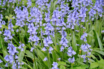 flowery meadow of purple flowers