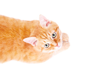  Cute ginger cat lying on the floor.