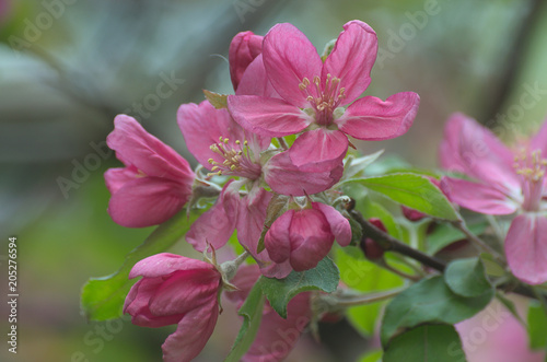 Zdjęcie XXL Kwiaty jabłoni 2