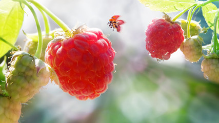 Ladybird in flight in a summer garden. Fresh red raspberry berries in drops of water in the garden. Concept summer. Macro artistic image.