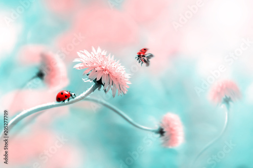 Plakat Dwa biedronki na różowym wiosna kwiacie. Lot owada. Artystyczny obraz makro. Koncepcja wiosna lato. Wolna przestrzeń.
