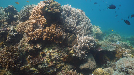 Fish and coral reef at diving. Wonderful and beautiful underwater world with corals and tropical fish. Hard and soft corals. Philippines, Mindoro. Diving and snorkeling in the tropical sea.