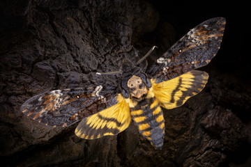 Acherontia atropos on a wooden background