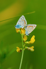 Pair Of Butterflies Amanda's Blue ( Polyommatus ( Agrodiaetus ) Amandus ) Mating On Yellow Wild Flower. Close-up Image Butterflies On Natural Green Background