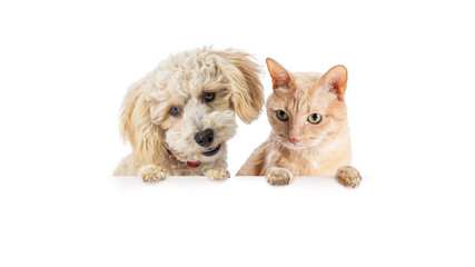 Wall Mural - Cat and Dog Looking Doen Over Blank Banner