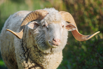 white horned sheep closeup view