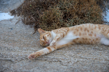 Wall Mural - A playful cat in Amorgos lying on the road