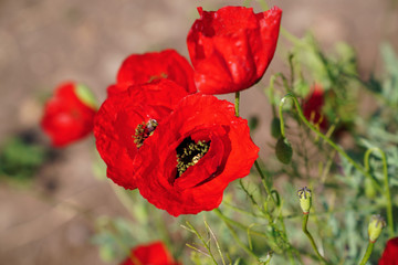 Selective focus of red poppies flowers blossom on wild field