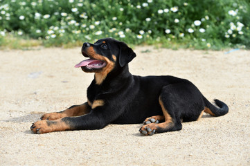 rottweiler