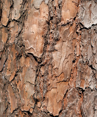 tree bark texture