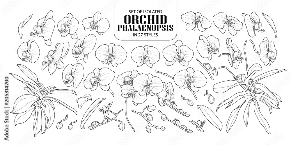Set of isolated orchid in 27 styles. - obrazy, fototapety, plakaty 