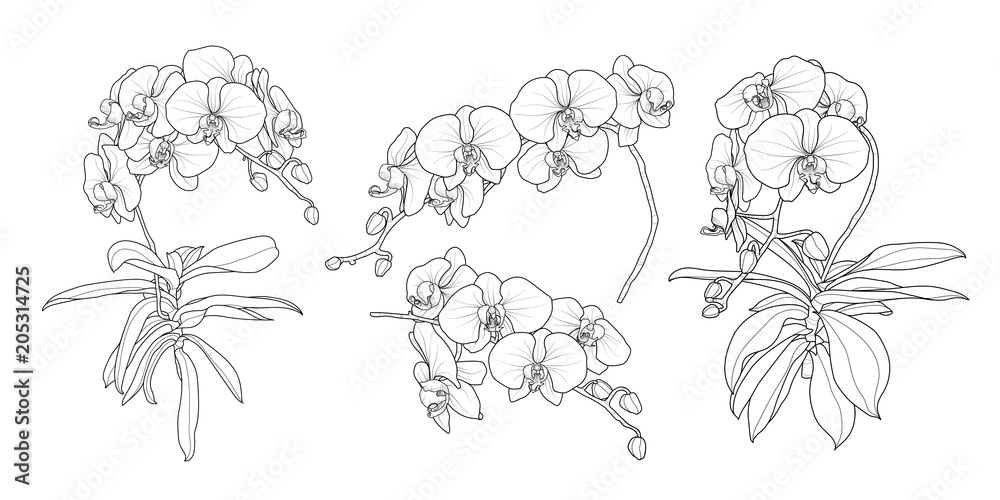Set of isolated orchid branch in 4 styles set 1. - obrazy, fototapety, plakaty 