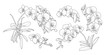 Set of isolated orchid branch in 5 styles set 2.