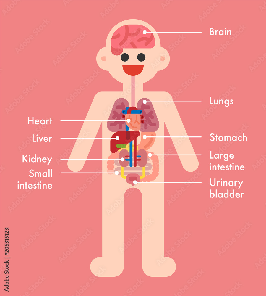 human body internal organs name vector flat design illustration set Stock  Vector | Adobe Stock, image size:900x1000