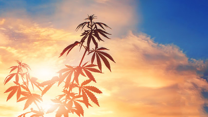 Marijuana plants before harvest time in sunlight against sky. Thematic photos of cannabis, background image. Planted legal