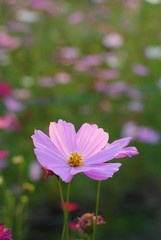 Wall Mural - pink cosmos flower in the garden