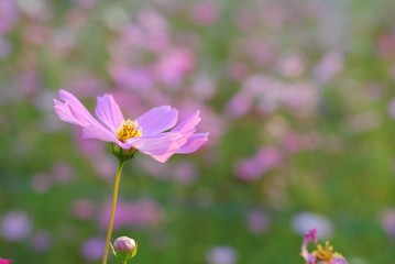 Wall Mural - cosmos flower in garden
