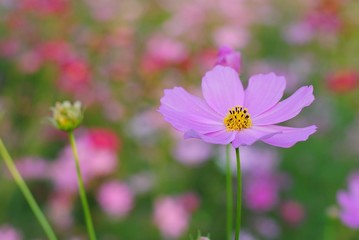 Wall Mural - cosmos flowers vintage tone nature