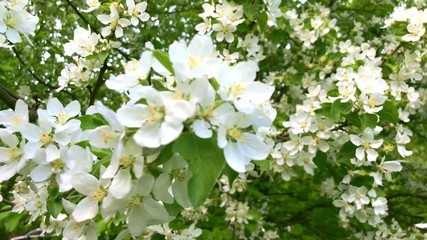 Wall Mural - Beautiful white flowers blooming apple tree branches in spring video.