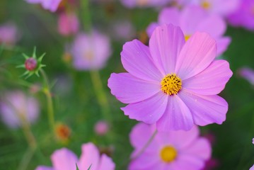 Wall Mural - pink cosmos flower blooming in the field