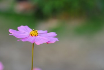 Wall Mural - pink cosmos flower blooming in the field