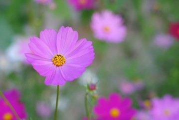 Wall Mural - pink cosmos flower blooming in the field
