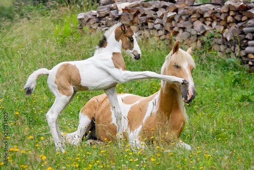 Fotografía Pony foal kicks its mother with its front hoof, coat color pinto with tobiano pa