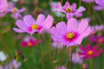 Wall Mural - pink cosmos flower blooming in the field