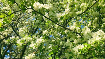 Wall Mural - Beautiful white flowers blooming apple tree branches in spring video.
