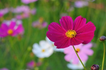 Wall Mural - pink cosmos flower blooming in the field