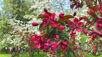 Wall Mural - Beautiful white flowers blooming apple tree branches in spring video.